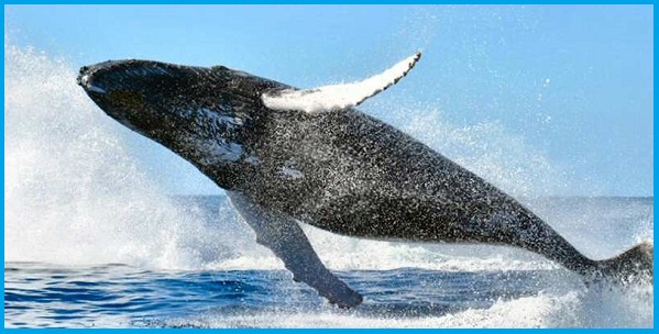 Humpback whale teardrops